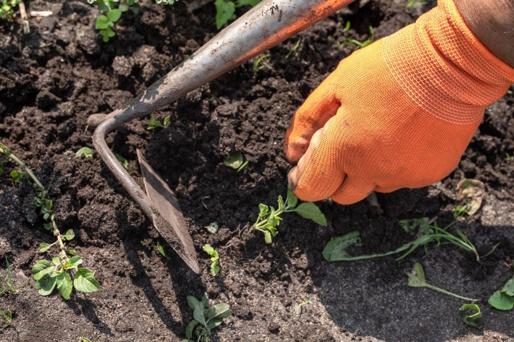 desherbage pour planter du gazon